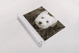 What a Cutie by Jim Dratfield. shown as a rolled paper print. Available as archival giclee rolled canvas, fine art paper, or poster print. SKU 25478i.