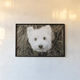 What a Cutie by Jim Dratfield. shown as a paper print in a black flame. Available as a archival giclee rolled canvas, fine art paper, or poster print. SKU 25478i.