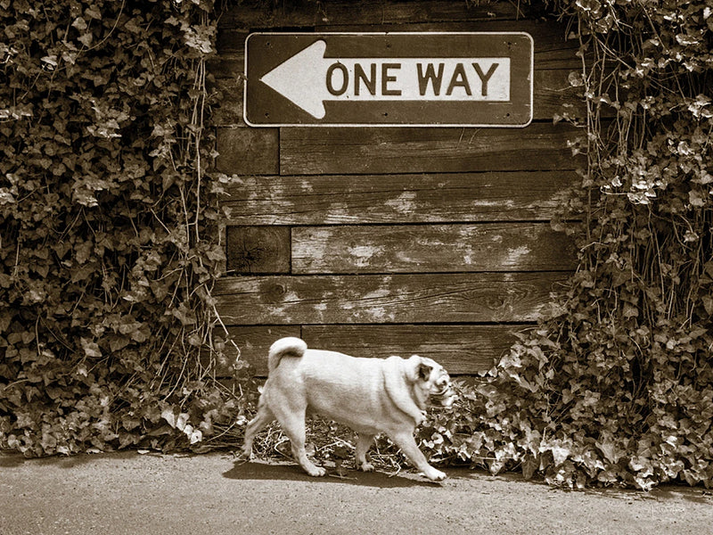 Which Way by Jim Dratfield
