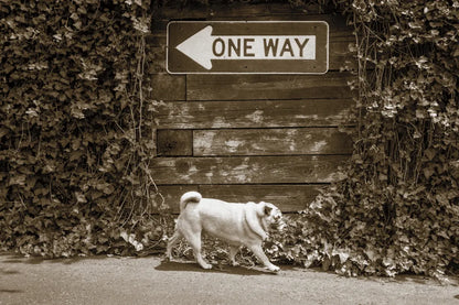 Which Way by Jim Dratfield. SKU 25477i. Archival Giclee Fine art print for wall decor.