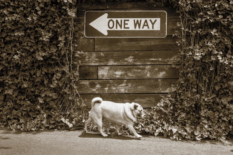 Which Way by Jim Dratfield. SKU 25477i. Archival Giclee Fine art print for wall decor.