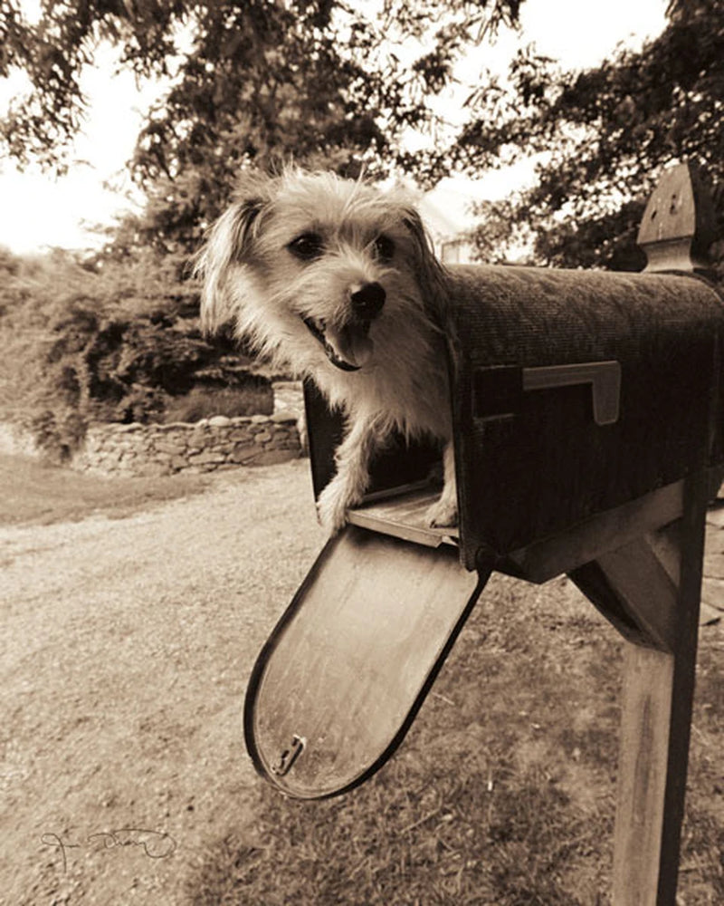 You've got mail by Jim Dratfield