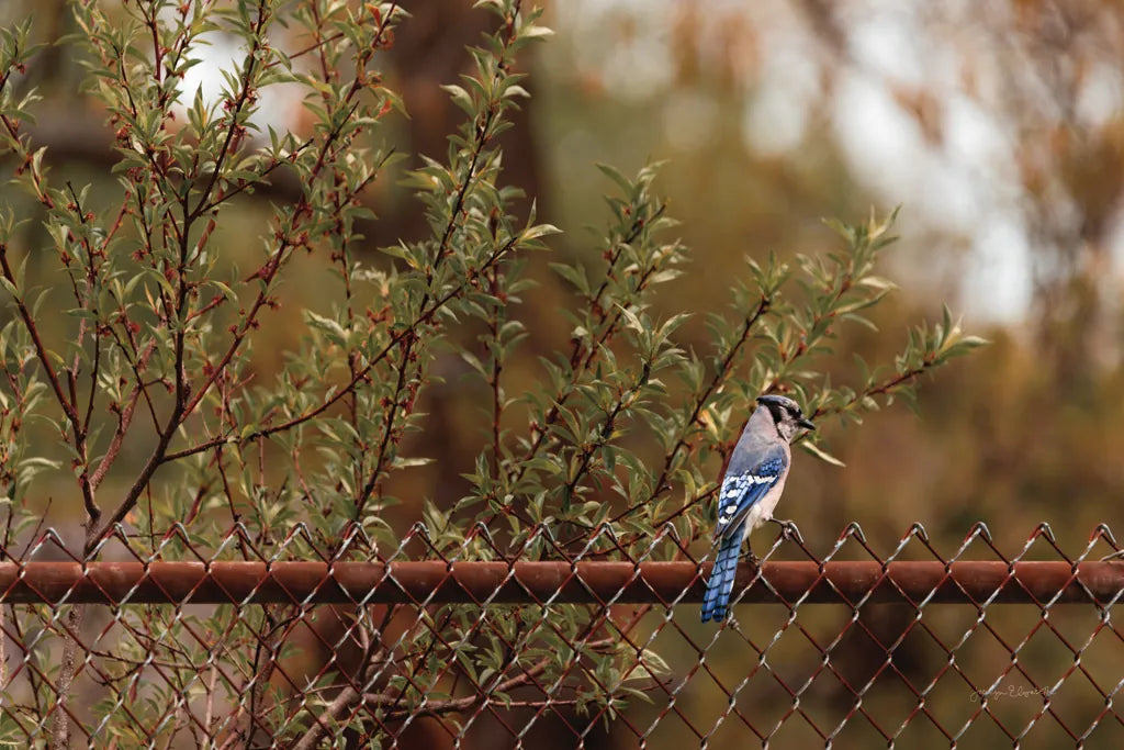 Backyard Blue Jay by Jocelyn Elizabeth. SKU 94027i. Archival Giclee Fine art print for wall decor.