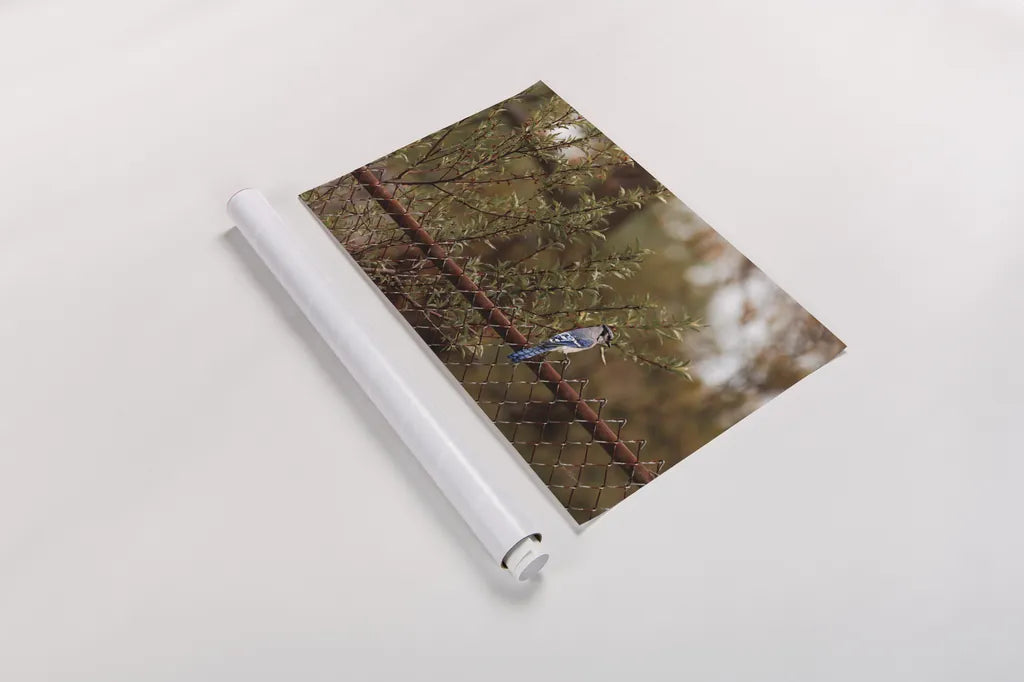 Backyard Blue Jay by Jocelyn Elizabeth. shown as a rolled paper print. Available as archival giclee rolled canvas, fine art paper, or poster print. SKU 94027i.