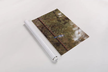 Backyard Blue Jay by Jocelyn Elizabeth. shown as a rolled paper print. Available as archival giclee rolled canvas, fine art paper, or poster print. SKU 94027i.