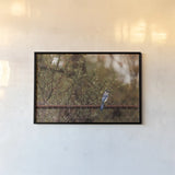Backyard Blue Jay by Jocelyn Elizabeth. shown as a paper print in a black flame. Available as a archival giclee rolled canvas, fine art paper, or poster print. SKU 94027i.