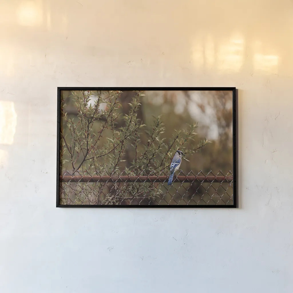 Backyard Blue Jay by Jocelyn Elizabeth. shown as a paper print in a black flame. Available as a archival giclee rolled canvas, fine art paper, or poster print. SKU 94027i.