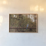 Backyard Blue Jay by Jocelyn Elizabeth. shown as a paper print in a natural frame. Available as a archival giclee rolled canvas, fine art paper, or poster print. SKU 94027i.
