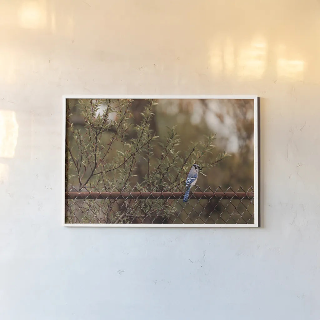 Backyard Blue Jay by Jocelyn Elizabeth. shown as a paper print in a white frame. Available as a archival giclee rolled canvas, fine art paper, or poster print. SKU 94027i.