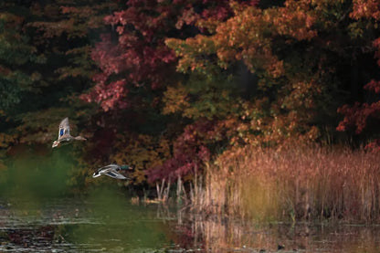 Fly Away by Jocelyn Elizabeth. SKU 94028i. Archival Giclee Fine art print for wall decor.