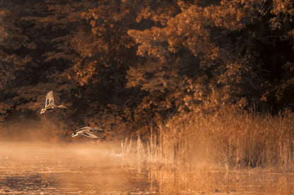 Fly Away v2 by Jocelyn Elizabeth. SKU 96238i. Archival Giclee Fine art print for wall decor.