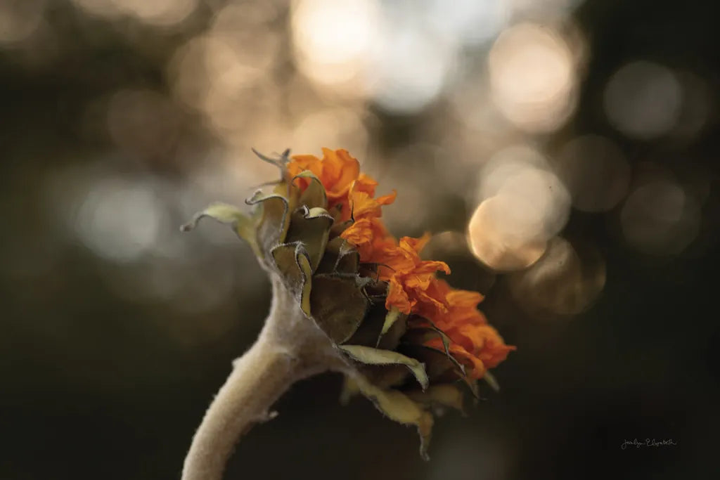 Golden Hour Sunflower by Jocelyn Elizabeth. SKU 94030i. Archival Giclee Fine art print for wall decor.