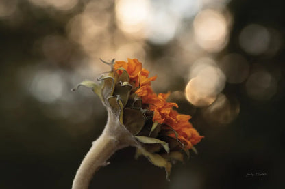 Golden Hour Sunflower by Jocelyn Elizabeth. SKU 94030i. Archival Giclee Fine art print for wall decor.