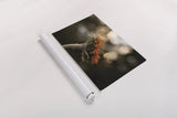 Golden Hour Sunflower by Jocelyn Elizabeth. shown as a rolled paper print. Available as archival giclee rolled canvas, fine art paper, or poster print. SKU 94030i.