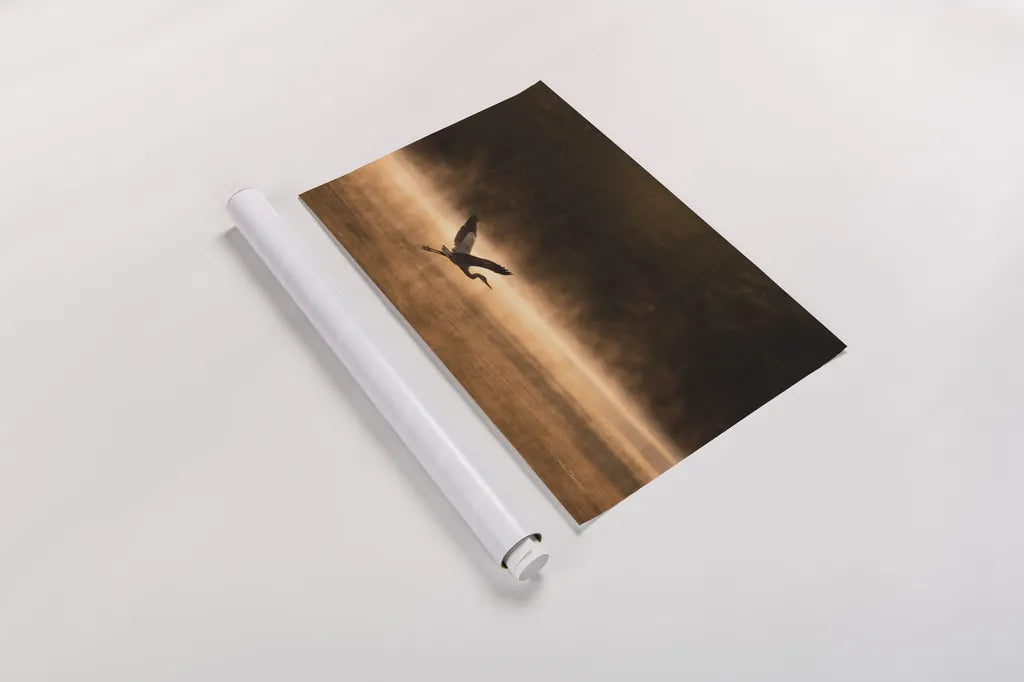 Heron in Flight by Jocelyn Elizabeth. shown as a rolled paper print. Available as archival giclee rolled canvas, fine art paper, or poster print. SKU 94029i.