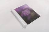 Purple Haze by Jocelyn Elizabeth. shown as a rolled paper print. Available as archival giclee rolled canvas, fine art paper, or poster print. SKU 94031h.