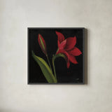 Amour Amaryllis by Julia Purinton. Shown in a sleek black glass frame for a contemporary gallery look. Available as an archival giclee rolled canvas, fine art paper, or poster print. SKU 103375a.