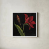 Amour Amaryllis by Julia Purinton. Shown in a crisp white glass frame for a clean and minimalist style. Available as an archival giclee rolled canvas, fine art paper, or poster print. SKU 103375a.
