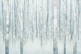 Birches in Winter Blue Gray by Julia Purinton. SKU 21964i. Archival Giclee Fine art print for wall decor.