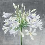 Cleome Splash I by Julia Purinton. SKU 47855a. Archival Giclee Fine art print for wall decor.