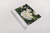 Magnolia Blooms Crop No Petal by Julia Purinton. shown as a rolled paper print. Available as archival giclee rolled canvas, fine art paper, or poster print. SKU 30923i.