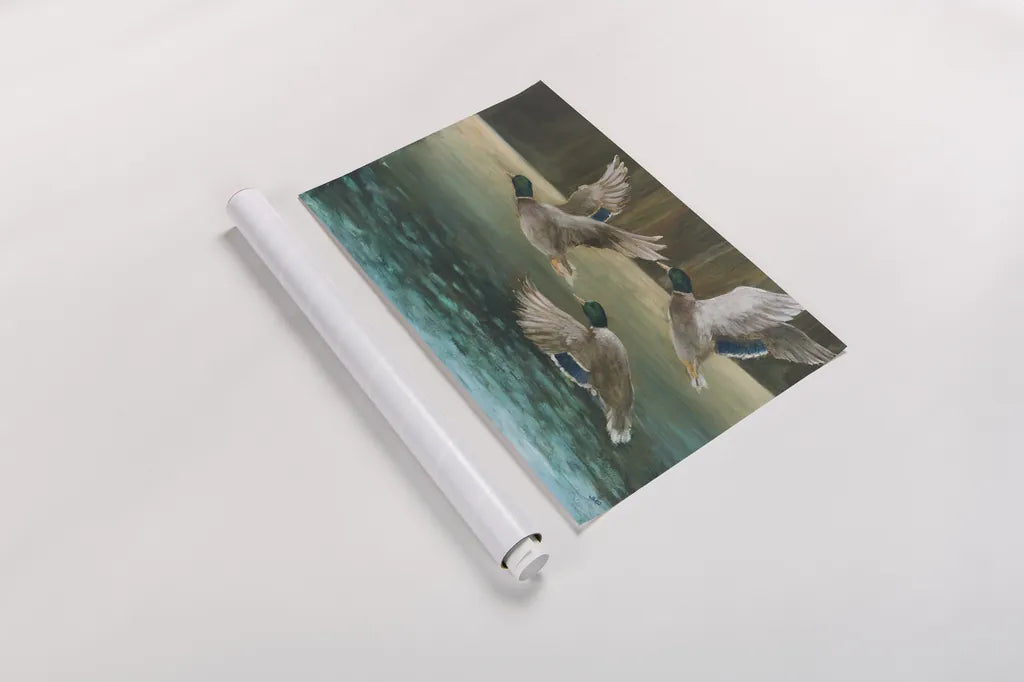 Mallard Flight by Julia Purinton. shown as a rolled paper print. Available as archival giclee rolled canvas, fine art paper, or poster print. SKU 97245i.