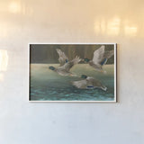 Mallard Flight by Julia Purinton. shown as a paper print in a white frame. Available as a archival giclee rolled canvas, fine art paper, or poster print. SKU 97245i.