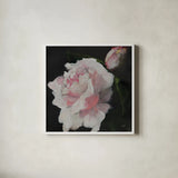 Pink Petals by Julia Purinton. Shown in a crisp white glass frame for a clean and minimalist style. Available as an archival giclee rolled canvas, fine art paper, or poster print. SKU 103374a.