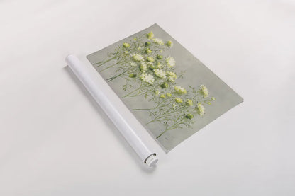 Queen Annes Lace by Julia Purinton. shown as a rolled paper print. Available as archival giclee rolled canvas, fine art paper, or poster print. SKU 57168i.