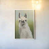 Whos Your Llama I Crop by Julia Purinton. shown as a paper print in a white frame. Available as a archival giclee rolled canvas, fine art paper, or poster print. SKU 36176h.