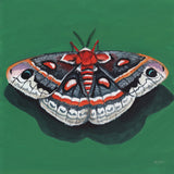 Cecropia Moth by Kate Jarvik Birch