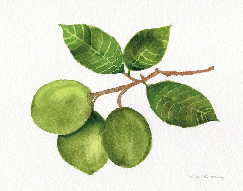 Citrus Garden II by Kathleen Parr McKenna