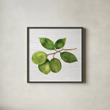 Citrus Garden II Shiplap by Kathleen Parr McKenna. Shown in a sleek black glass frame for a contemporary gallery look. Available as an archival giclee rolled canvas, fine art paper, or poster print. SKU 47405a.