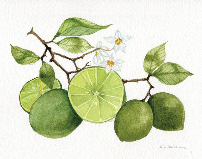 Citrus Garden VII by Kathleen Parr McKenna