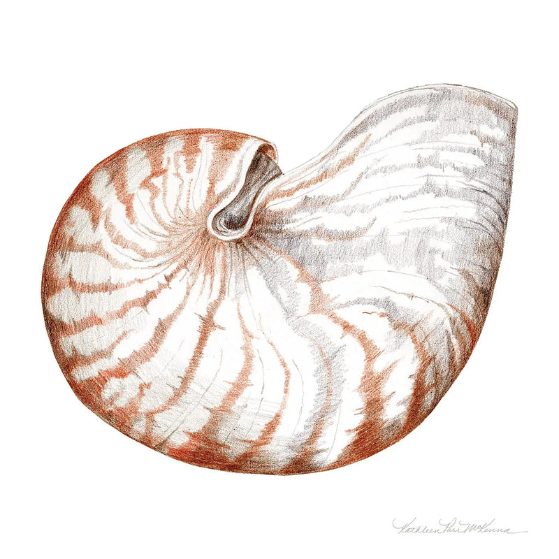 Shells I by Kathleen Parr McKenna. SKU 16940a. Archival Giclee Fine art print for wall decor.