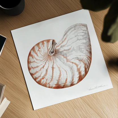 Shells I by Kathleen Parr McKenna. Shown as a detailed flat fine art print, highlighting archival giclee quality. Available as an archival giclee rolled canvas, fine art paper, or poster print. SKU 16940a.