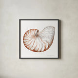 Shells I by Kathleen Parr McKenna. Shown in a sleek black glass frame for a contemporary gallery look. Available as an archival giclee rolled canvas, fine art paper, or poster print. SKU 16940a.