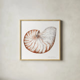 Shells I by Kathleen Parr McKenna. Shown in a natural wood glass frame for a timeless modern aesthetic. Available as an archival giclee rolled canvas, fine art paper, or poster print. SKU 16940a.