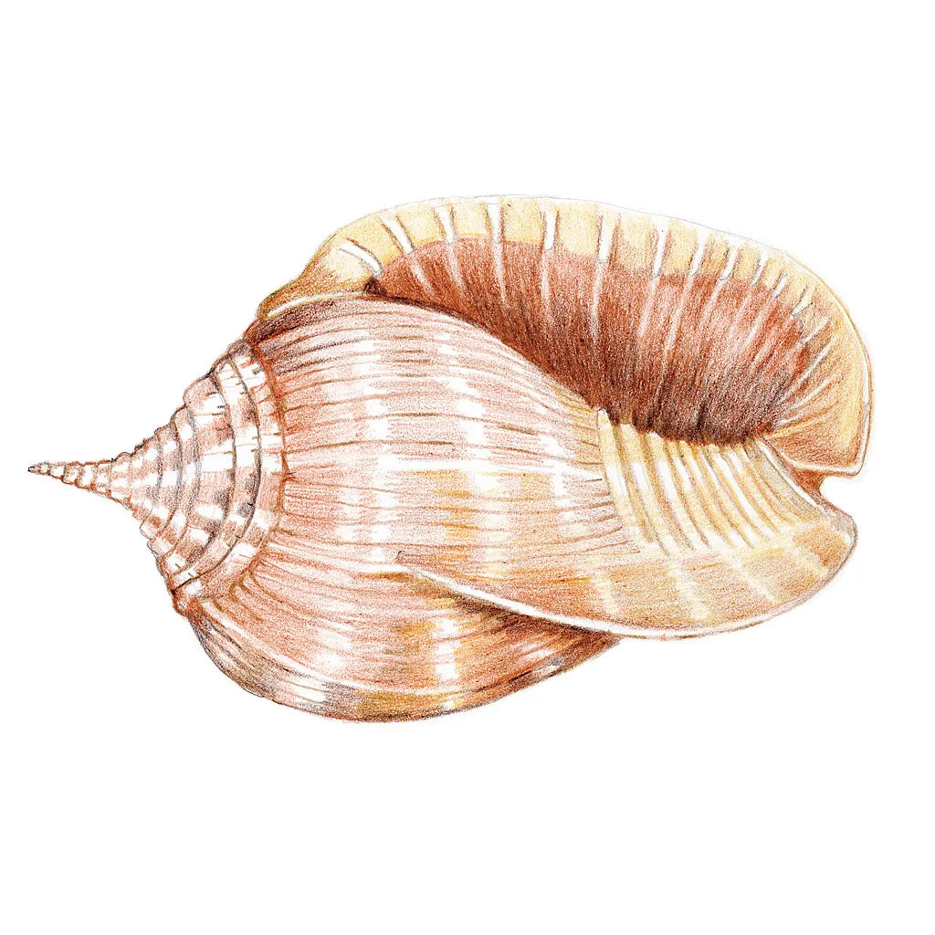 Shells II by Kathleen Parr McKenna. SKU 16941a. Archival Giclee Fine art print for wall decor.