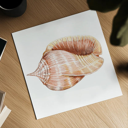 Shells II by Kathleen Parr McKenna. Shown as a detailed flat fine art print, highlighting archival giclee quality. Available as an archival giclee rolled canvas, fine art paper, or poster print. SKU 16941a.