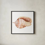 Shells II by Kathleen Parr McKenna. Shown in a sleek black glass frame for a contemporary gallery look. Available as an archival giclee rolled canvas, fine art paper, or poster print. SKU 16941a.