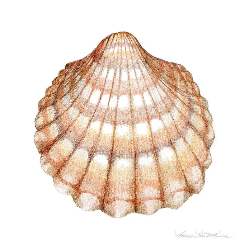 Shells III by Kathleen Parr McKenna. SKU 16942a. Archival Giclee Fine art print for wall decor.