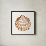 Shells III by Kathleen Parr McKenna. Shown in a sleek black glass frame for a contemporary gallery look. Available as an archival giclee rolled canvas, fine art paper, or poster print. SKU 16942a.