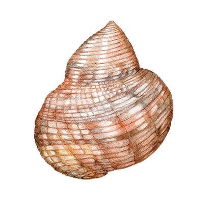Shells IV by Kathleen Parr McKenna. SKU 16943a. Archival Giclee Fine art print for wall decor.