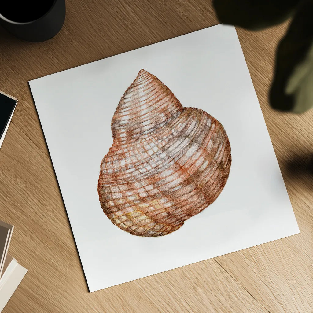 Shells IV by Kathleen Parr McKenna. Shown as a detailed flat fine art print, highlighting archival giclee quality. Available as an archival giclee rolled canvas, fine art paper, or poster print. SKU 16943a.