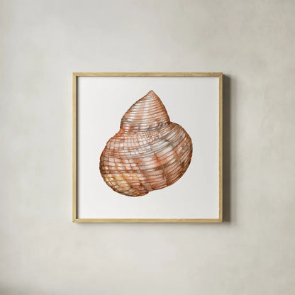 Shells IV by Kathleen Parr McKenna. Shown in a natural wood glass frame for a timeless modern aesthetic. Available as an archival giclee rolled canvas, fine art paper, or poster print. SKU 16943a.