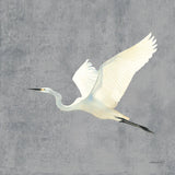 Egret Alighting II Flipped Gray No Grass by Kathrine Lovell. SKU 82835a. Archival Giclee Fine art print for wall decor.