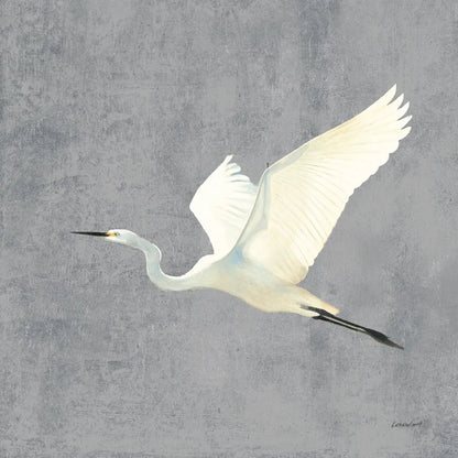 Egret Alighting II Flipped Gray No Grass by Kathrine Lovell. SKU 82835a. Archival Giclee Fine art print for wall decor.