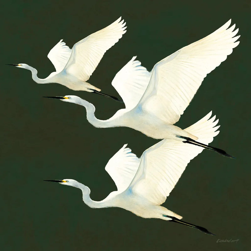 Egrets Alighting II on Green by Kathrine Lovell. SKU 86426a. Archival Giclee Fine art print for wall decor.