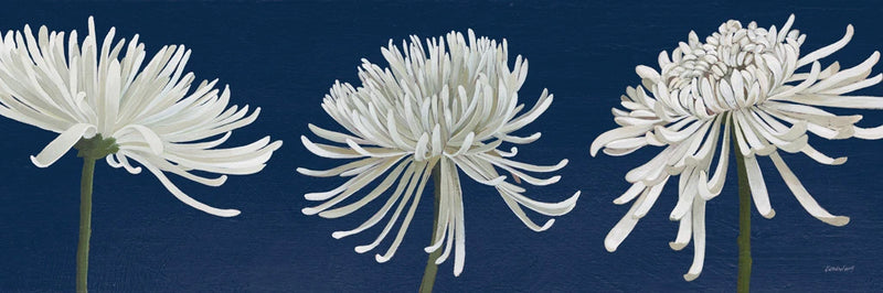 Morning Chrysanthemums V Dark Blue by Kathrine Lovell